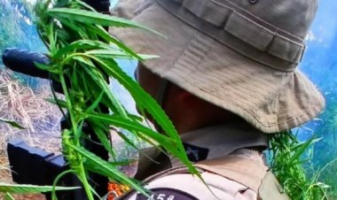 Polícia Militar erradica aproximadamente 3.600 pés de maconha no distrito de Pedra Branca em Curaçá (BA)