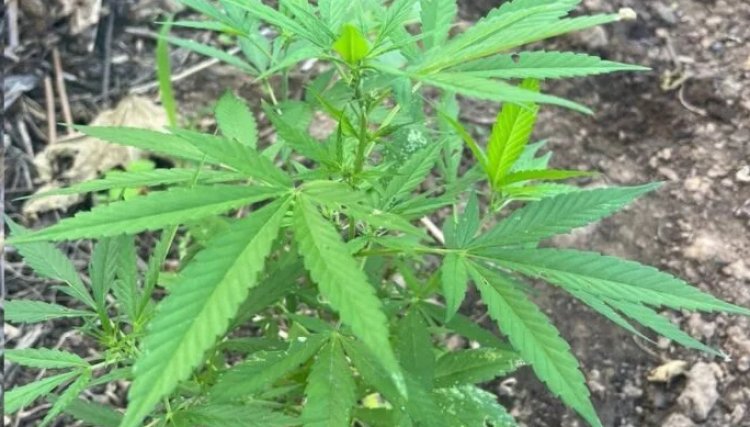 Cerca de 1.250 pés de maconha são erradicados em Curaçá (BA)