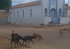 Moradora do Parque Residencial pede apreensão de cachorros vadios