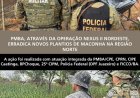 Operação Nexus II Nordeste erradica novos plantios e apreende cerca de 27 mil pés de maconha em Casa Nova