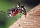 Suspensão temporária da vacina contra a dengue reforça compromisso com a segurança da população, avalia infectologista