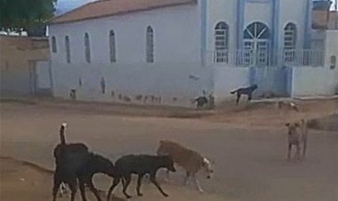 Moradora do Parque Residencial pede apreensão de cachorros vadios