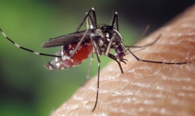 Suspensão temporária da vacina contra a dengue reforça compromisso com a segurança da população, avalia infectologista