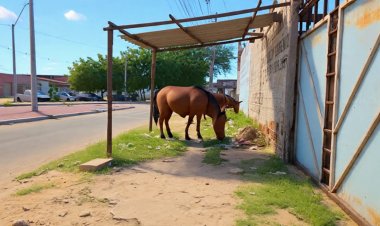 Animais soltos em avenida movimentada geram risco de acidentes no Dom Avelar 