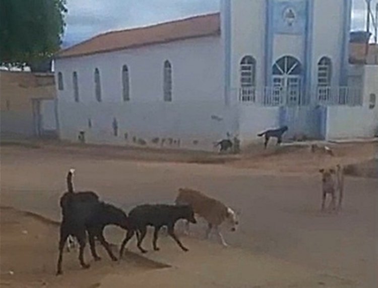 Moradora do Parque Residencial pede apreensão de cachorros vadios