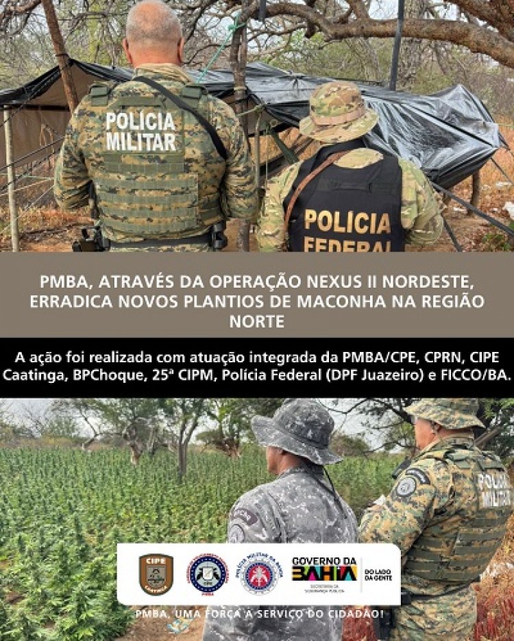 Operação Nexus II Nordeste erradica novos plantios e apreende cerca de 27 mil pés de maconha em Casa Nova
