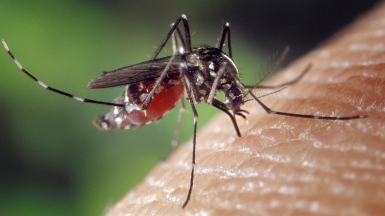 Suspensão temporária da vacina contra a dengue reforça compromisso com a segurança da população, avalia infectologista