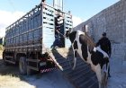 Petrolina  Limpa: Operação integrada atua no combate de criatório de animais na zona urbana da cidade Espaço funcionava de forma irregular