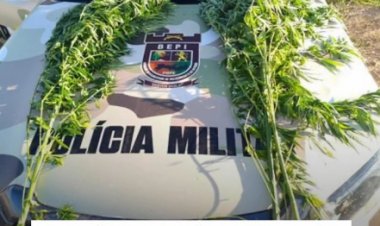 Ação policial destrói cultivo ilegal em fase de colheita na zona rural do município.