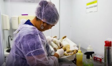 Até o mês de julho, mais de 1.150 animais já foram castrados por meio do Castramóvel em Petrolina (PE)