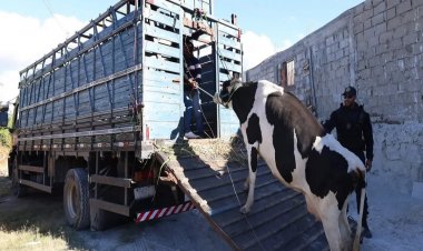 Petrolina  Limpa: Operação integrada atua no combate de criatório de animais na zona urbana da cidade Espaço funcionava de forma irregular