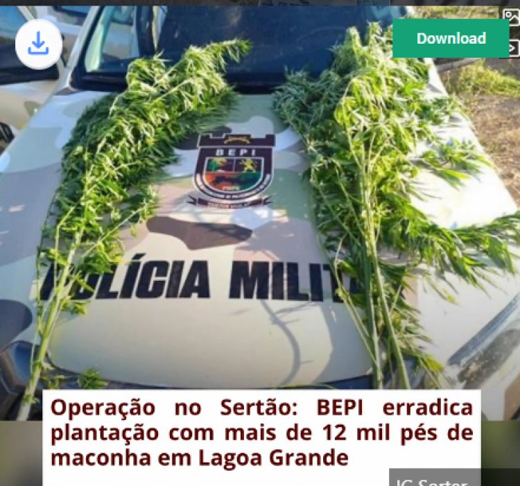 Ação policial destrói cultivo ilegal em fase de colheita na zona rural do município.