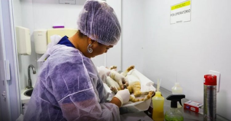 Até o mês de julho, mais de 1.150 animais já foram castrados por meio do Castramóvel em Petrolina (PE)