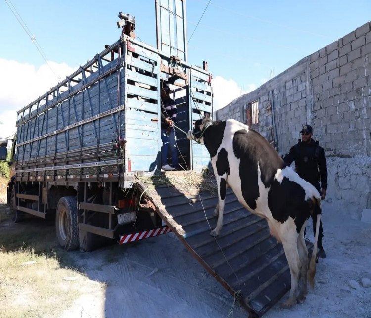 Petrolina  Limpa: Operação integrada atua no combate de criatório de animais na zona urbana da cidade Espaço funcionava de forma irregular